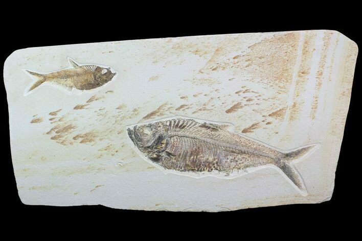 Wide Double Diplomystus Fossil Fish Plate - Ready To Hang #92869
